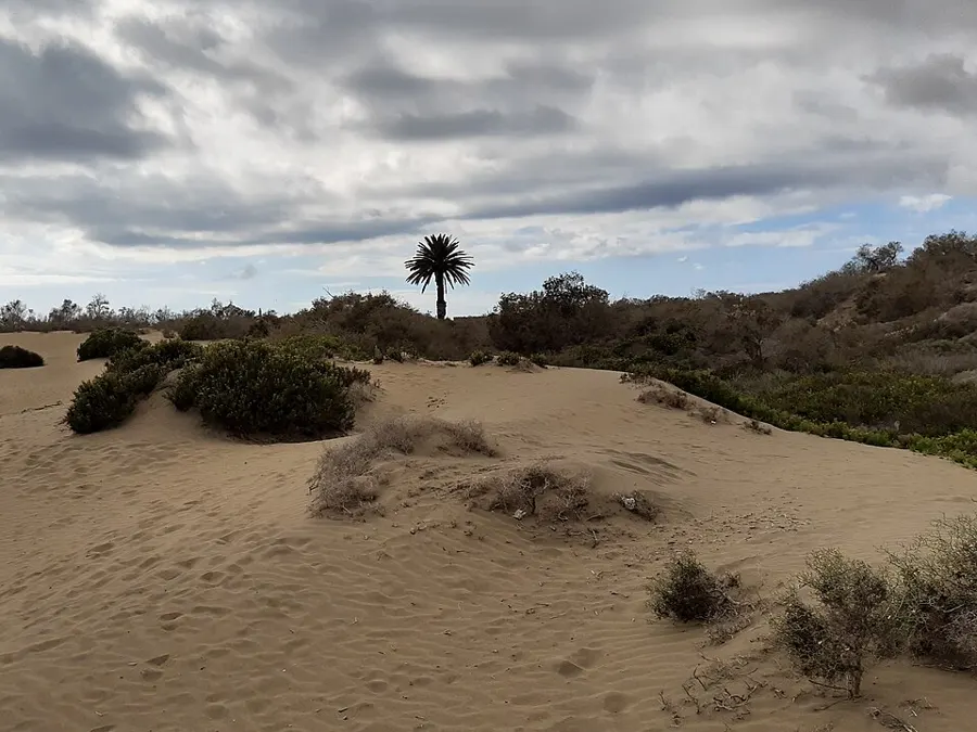 Sanddyner og palme i Maspalomas på Gran Canaria